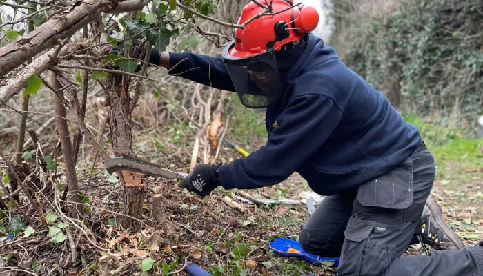 A person wearing protective clothing and cutting a hedge