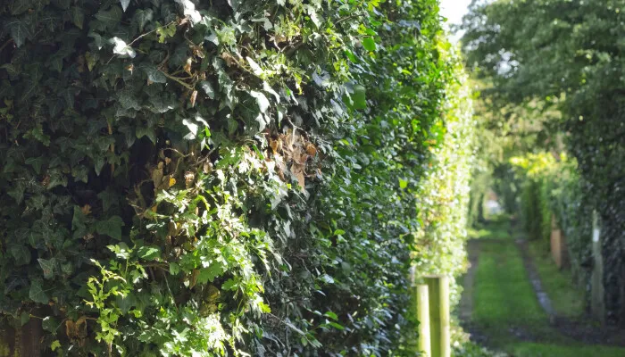 St Ann's Allotments Avenues